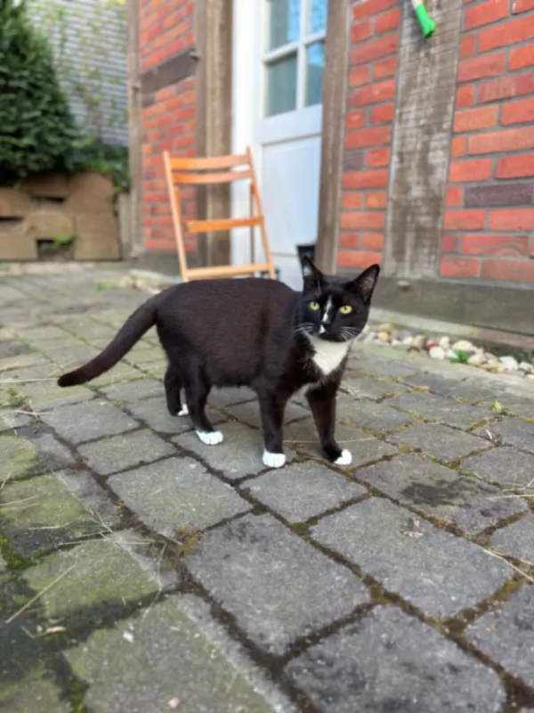 Hektor, Lüdinghausen