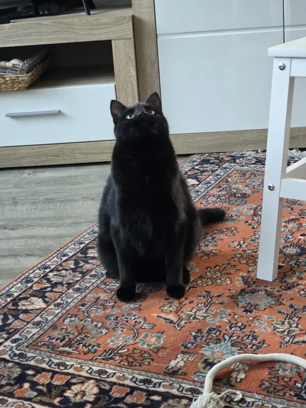Bruno, Lüdinghausen