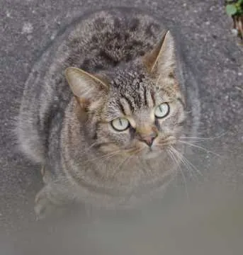 Jerry, Springe