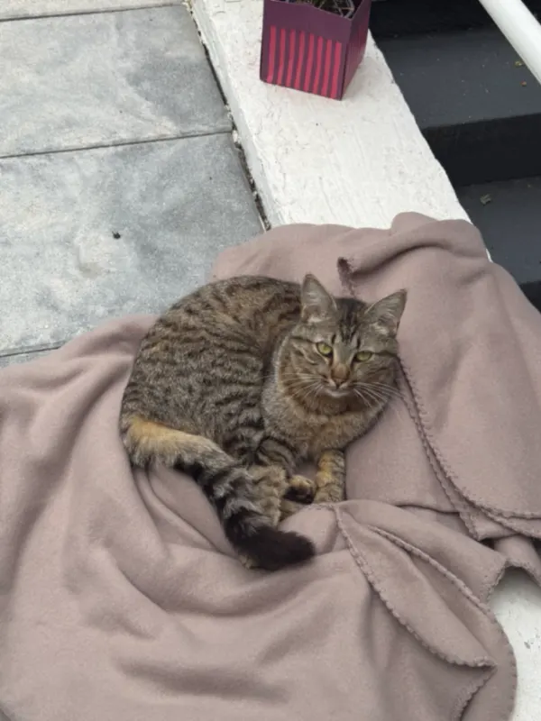 Naya, Freiberg am Neckar