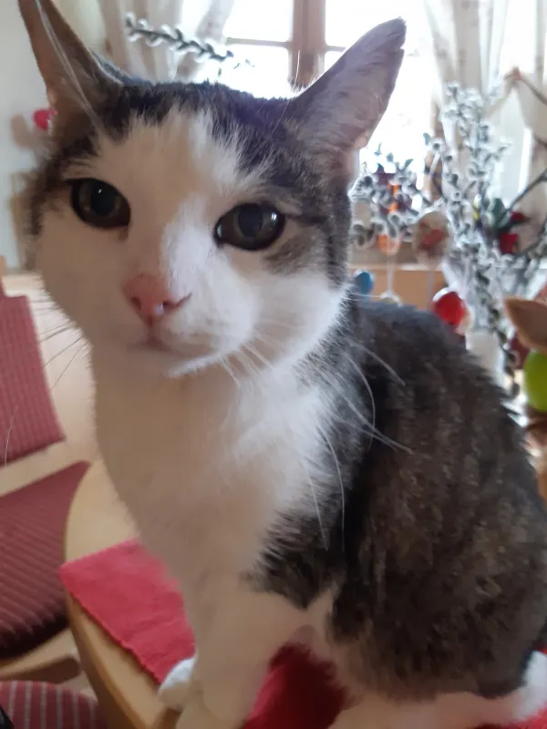 Nico, Vaterstetten