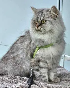 Lucy, Westerrönfeld