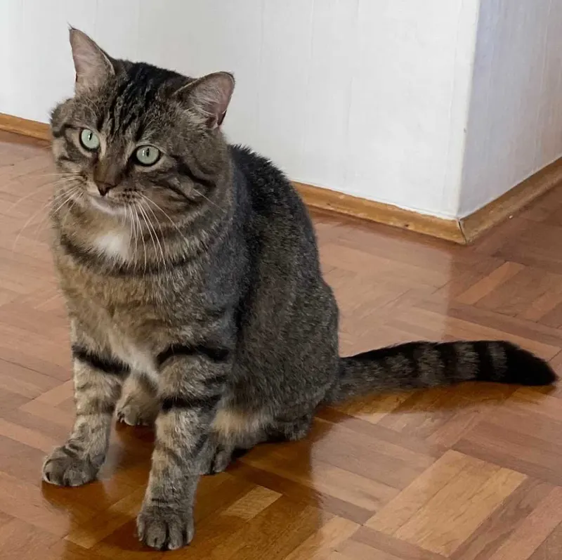 Gato, Coburg