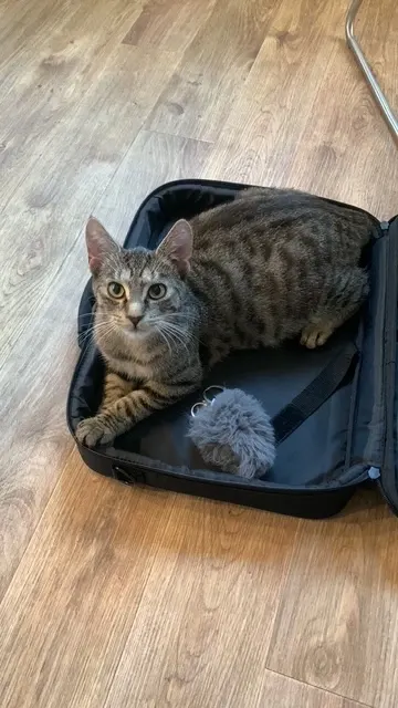 Timmy, Kitzingen