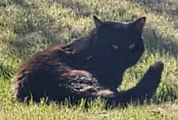 Rambo, Luckenwalde
