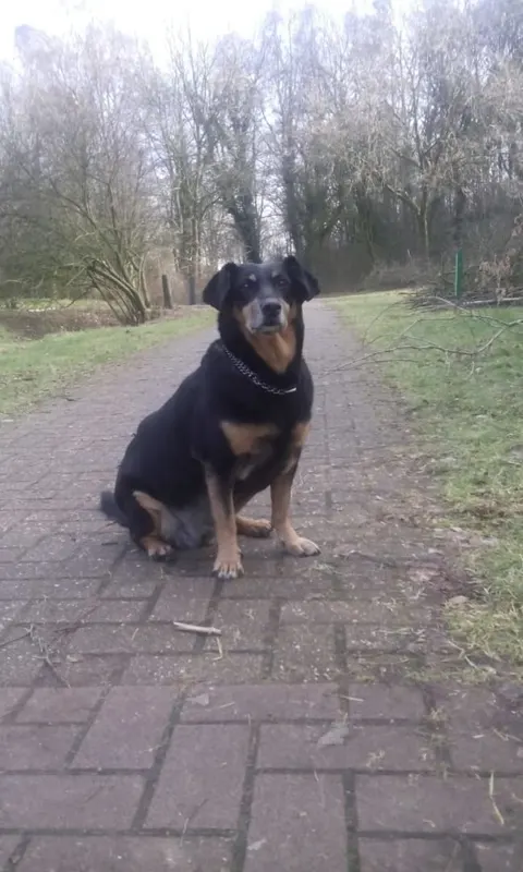 naposchka (Napocska), Leer