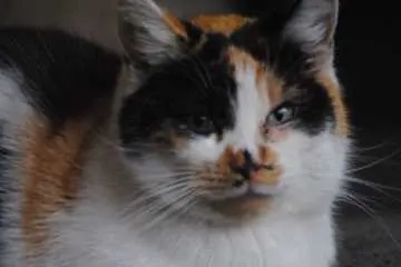 Ella, Löbnitz an der Linde