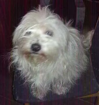 Max, Westerstede