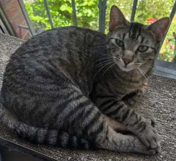 Diego, Köln