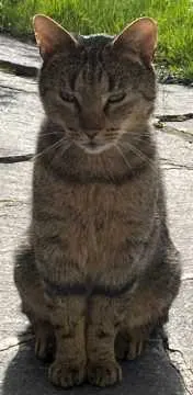Tiger, Anger