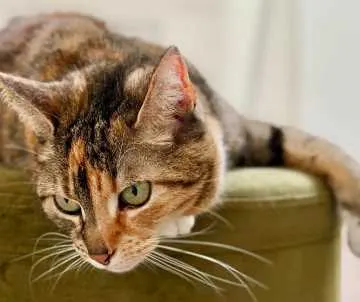 Cleo, Höxter