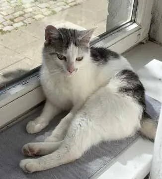 Simba, Hamburg
