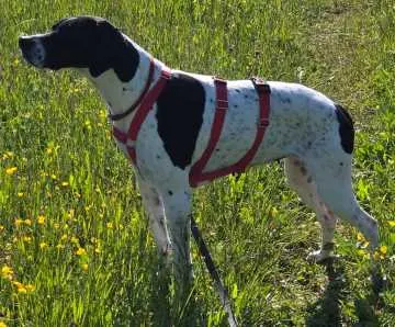 Bella, Utting am Ammersee