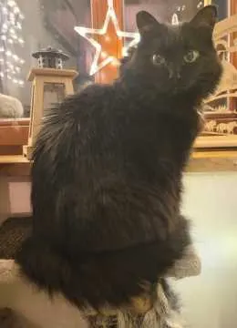 Molly, Freiberg