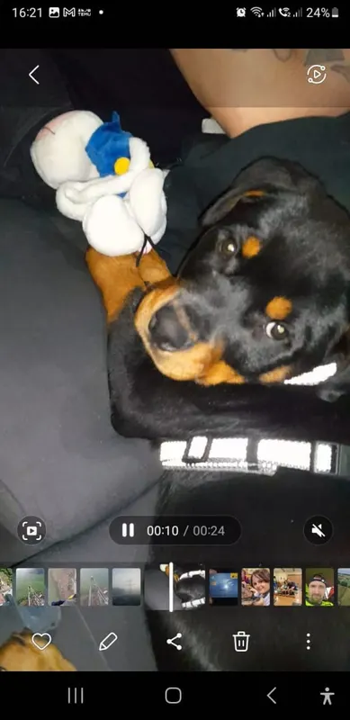 Rocco, Bautzen