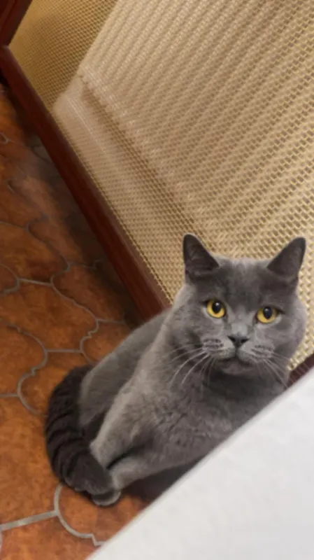 Pisi, Bad Mergentheim