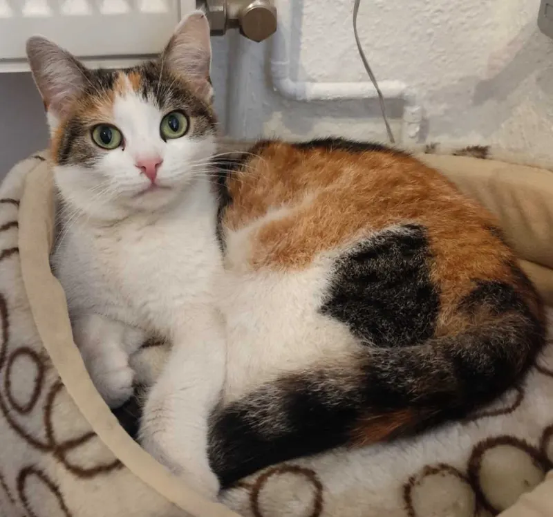 Minka, Schwarzheide