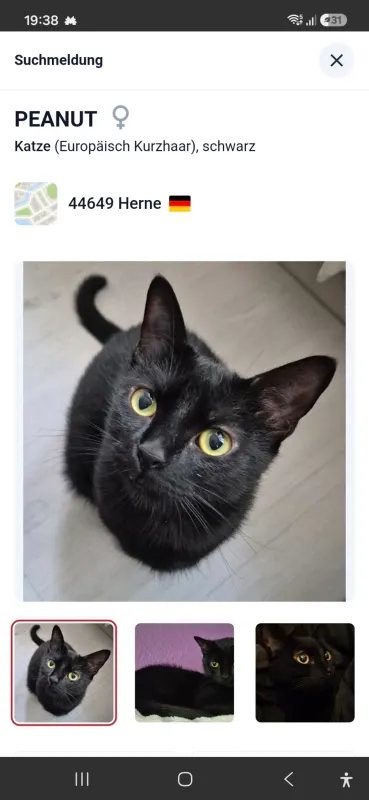 Peanut, Herne