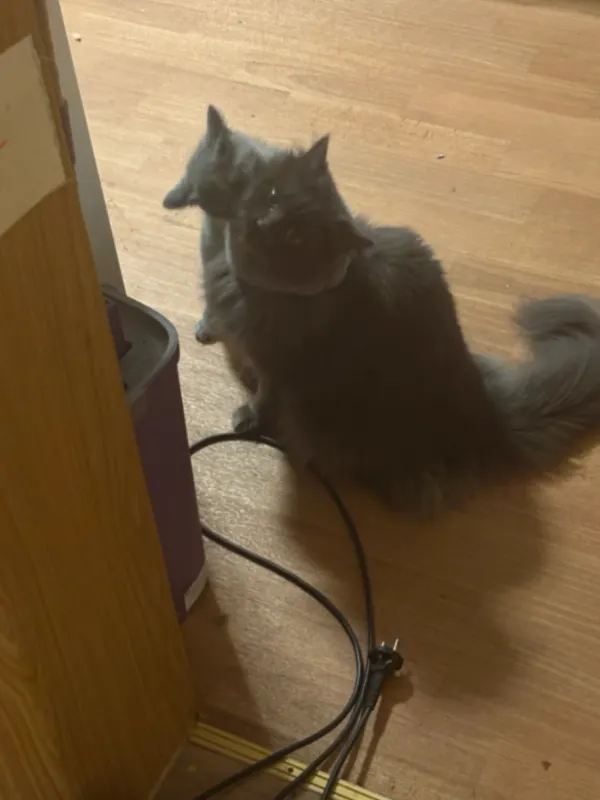Mimo, Sonthofen