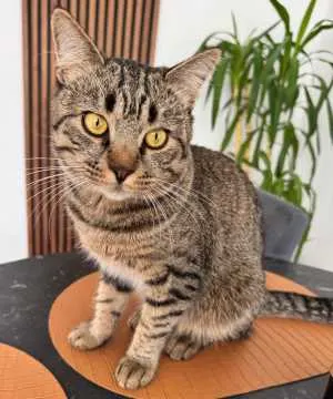 Milo, Bad Kreuznach