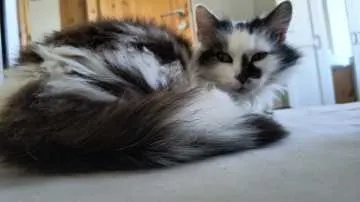 Mochi, Oschatz