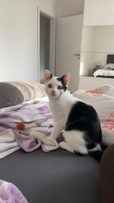 Loki, Öhringen