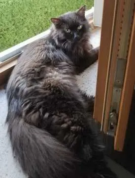 Panther, Bernried