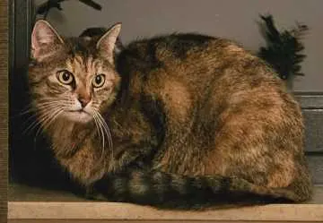 Mila, Herborn