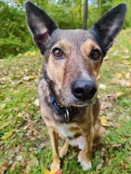 Nala, Holzheim