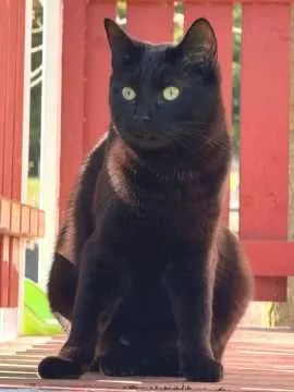 Nox, Hofgeismar