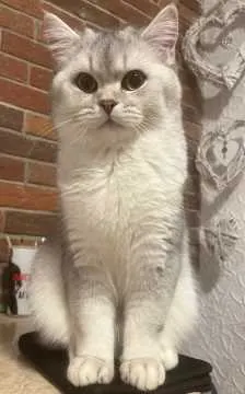 Chester, Saarbrücken