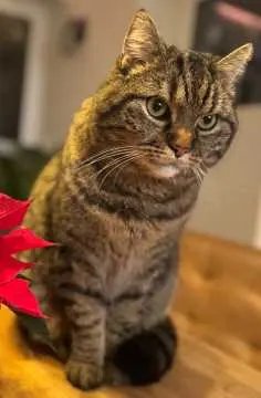 Tiger, Lohmar