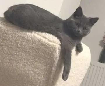Cleo, Mainz-Kostheim