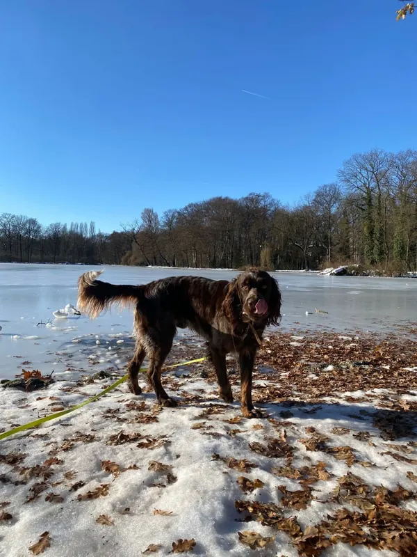 barry, Dingolfing