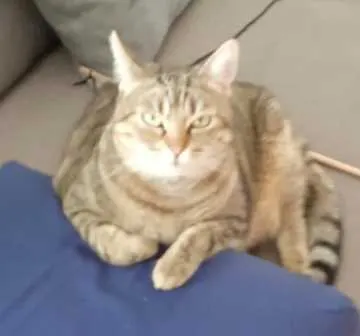 Minty, Lengerich
