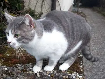 Findus, Leinfelden-Echterdingen