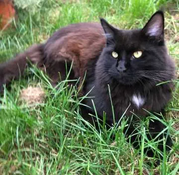 Nala, Wiehl
