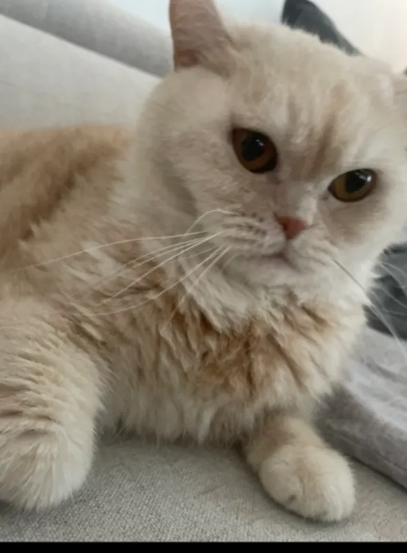 Sammy, Dorsten