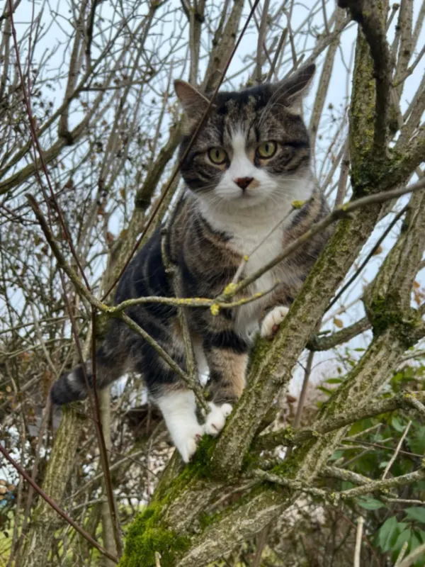 Findus, Renningen