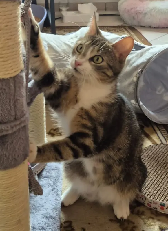 Mimi, Düren