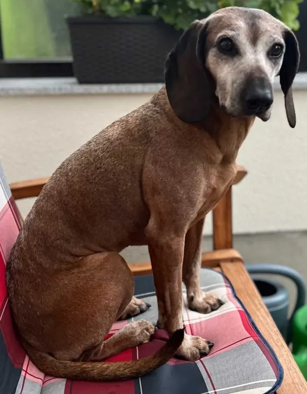 Kira, Mittenwalde