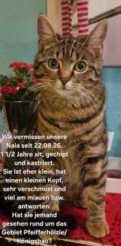 Nala, Konstanz