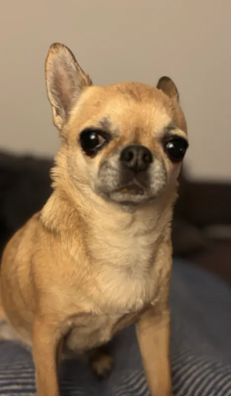 Poppy, Dülmen