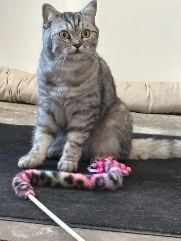 Mitzi, Fürstenwalde