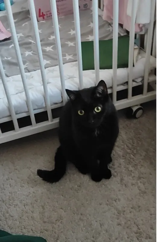 Salem (Rufname Kitty), Fürstenwalde