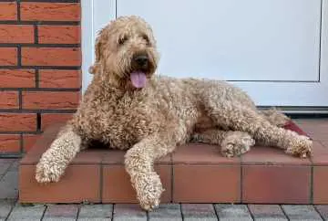 Meilo, Kogel