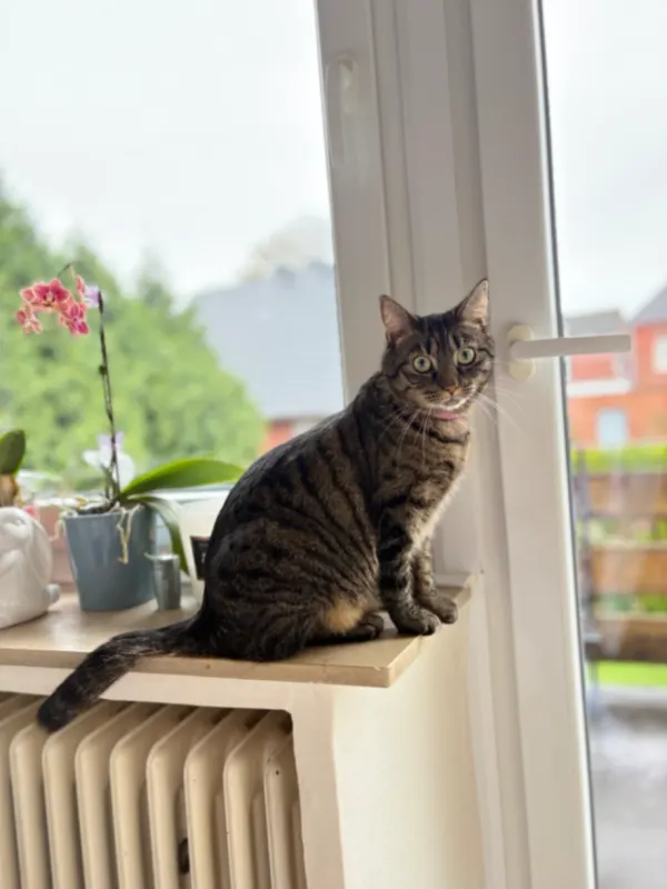 Filou, Emsdetten