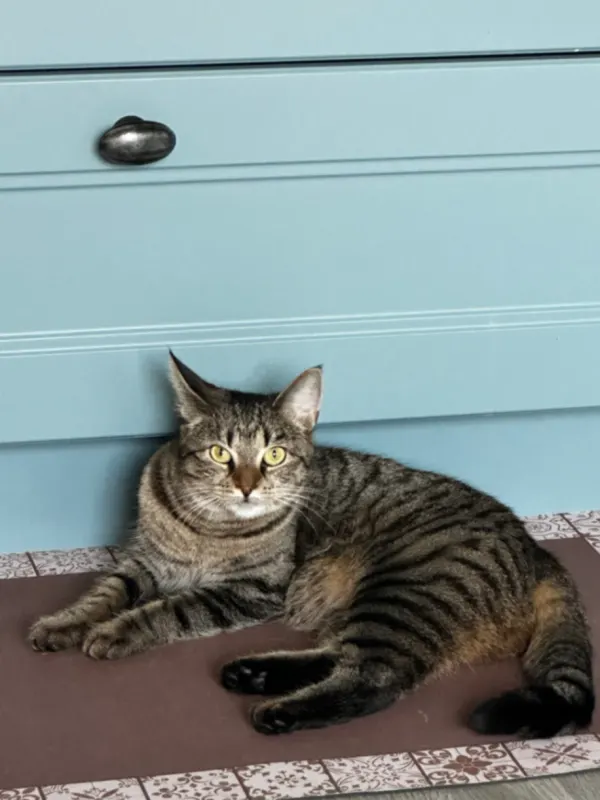 Peanut, Bad Oeynhausen