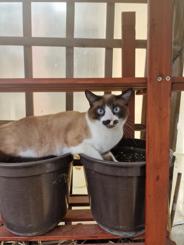 Tofu, Traunreut