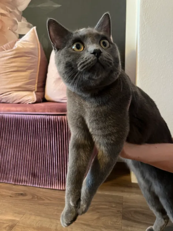 Zugelaufener Kater, Traunreut